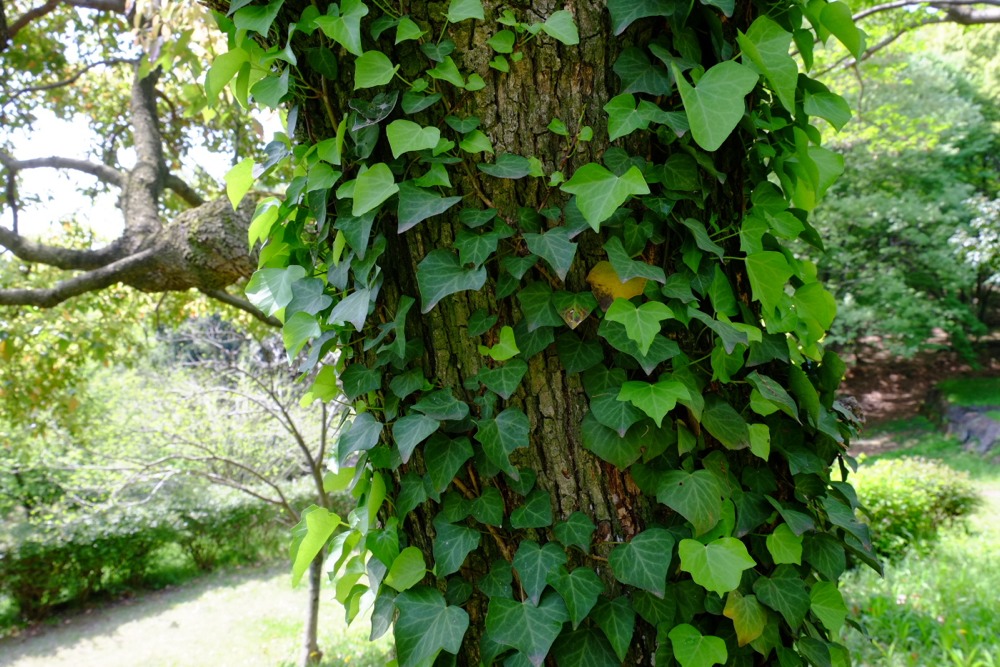 城山公園の新緑