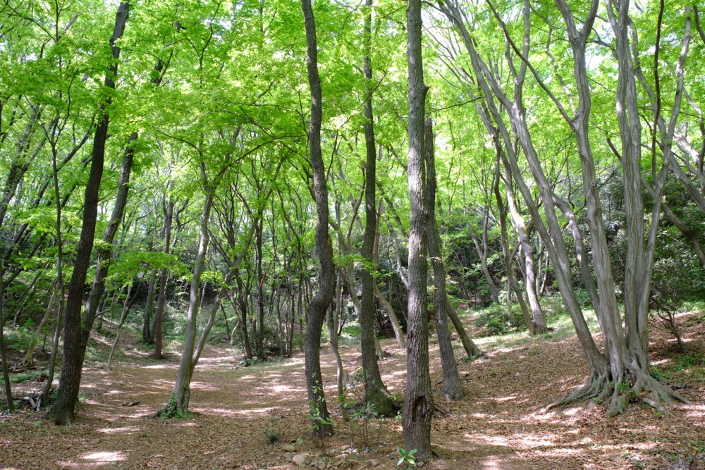 城山公園の新緑