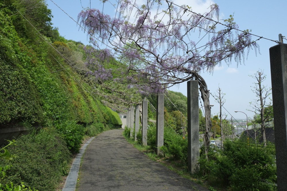 城山公園 藤の花