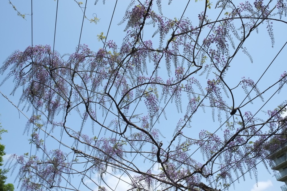 城山公園 藤の花