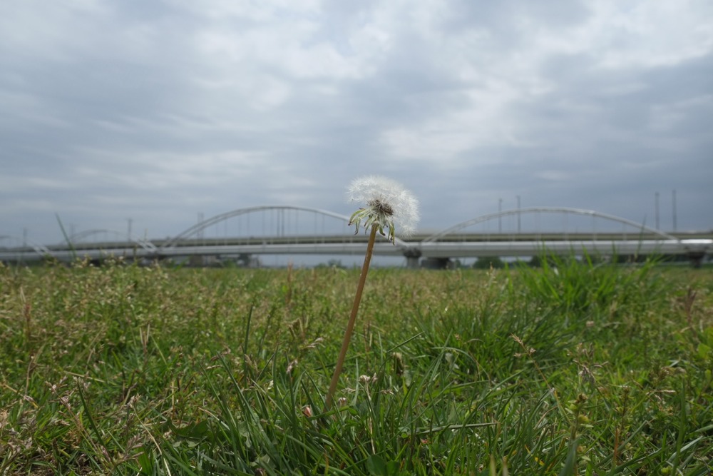 タンポポと多摩川原橋