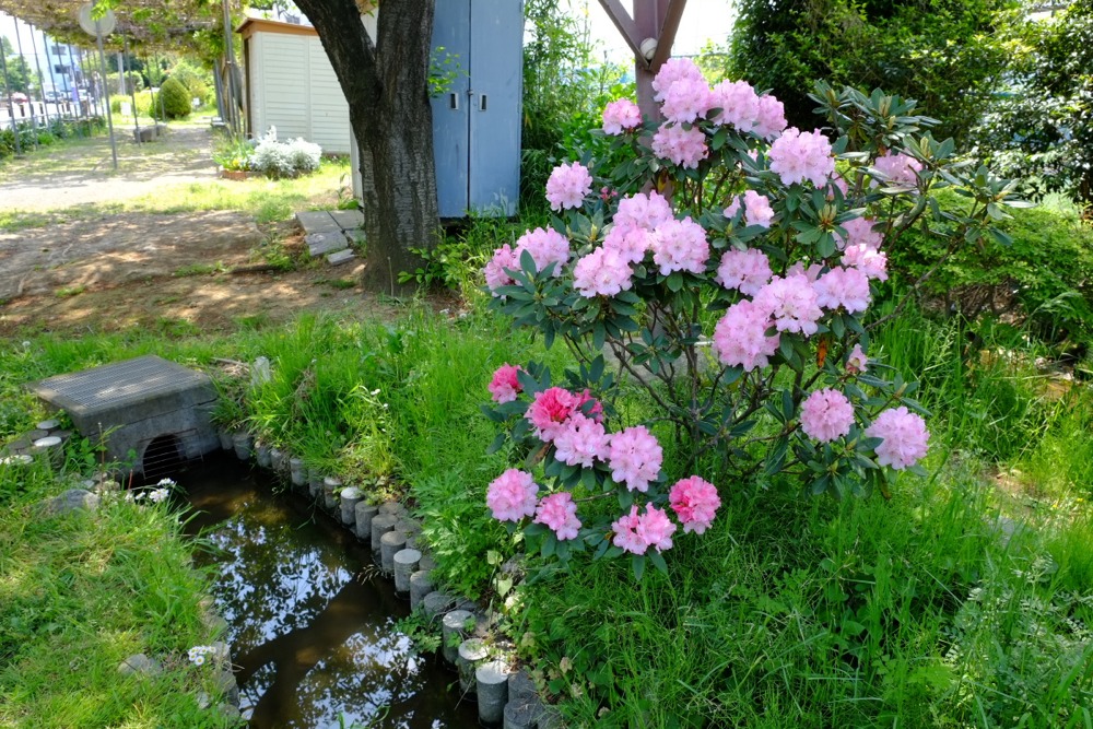 押立 火の見櫓下のお花