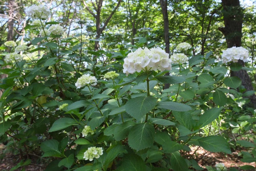 城山公園の紫陽花