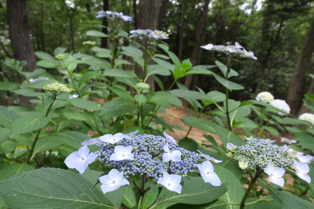 城山公園の紫陽花