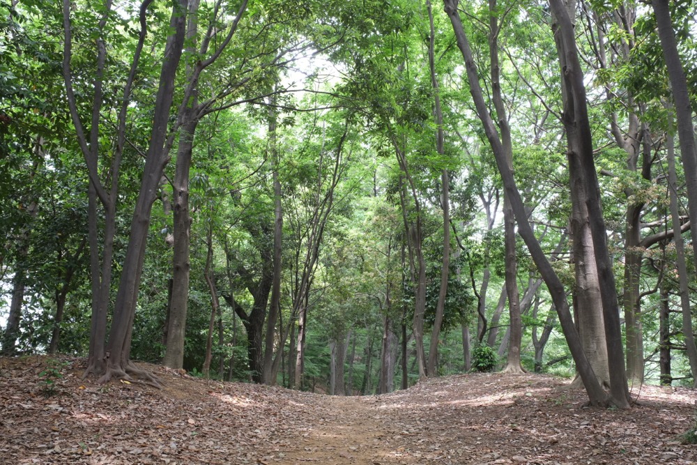 城山公園の林