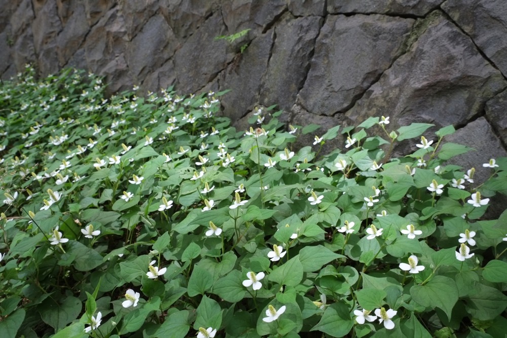 城山公園 ドクダミの花