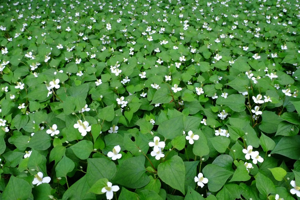 どくだみの花