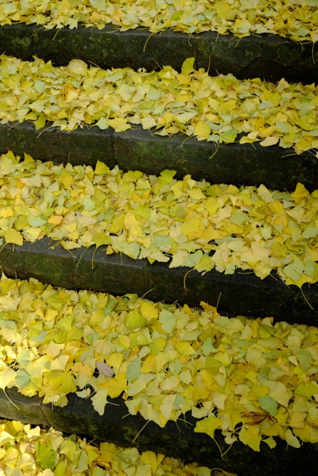 城山公園の秋