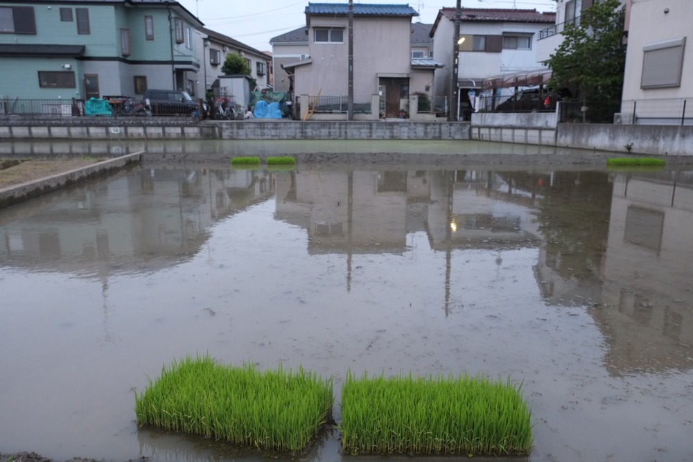 間もなく田植えの時期