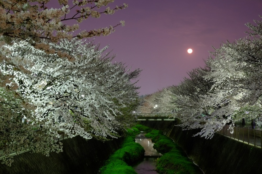 ライトアップされた三沢川沿いの桜並木