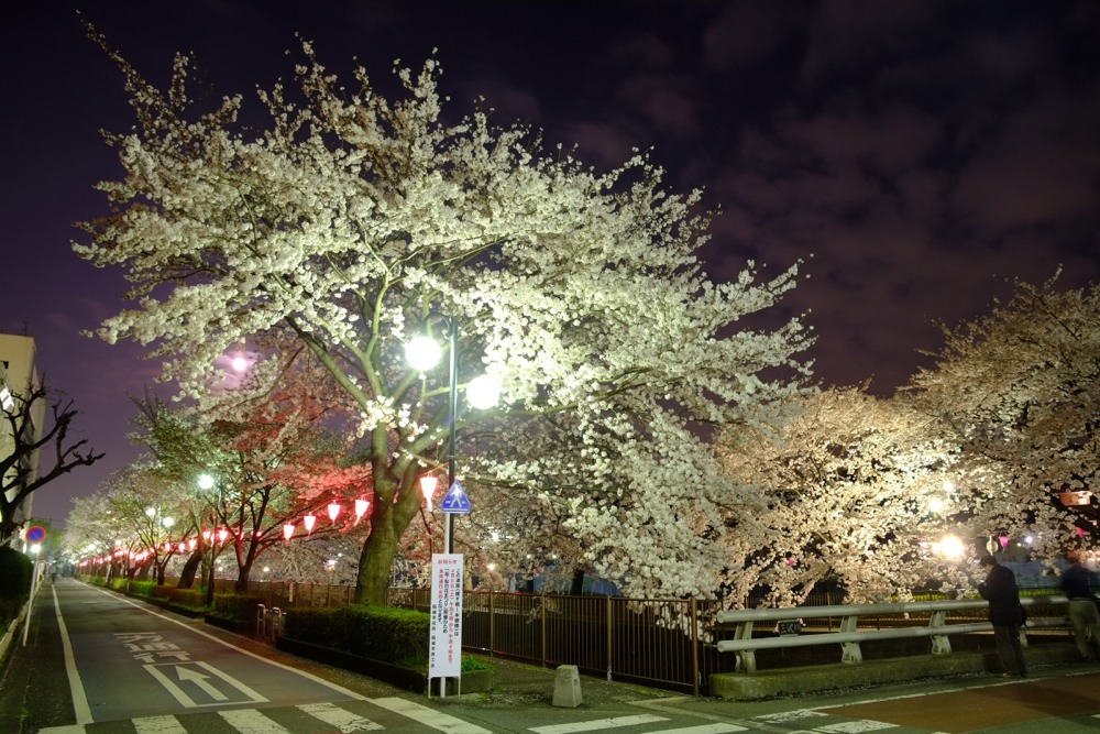 ライトアップされた三沢川沿いの桜並木