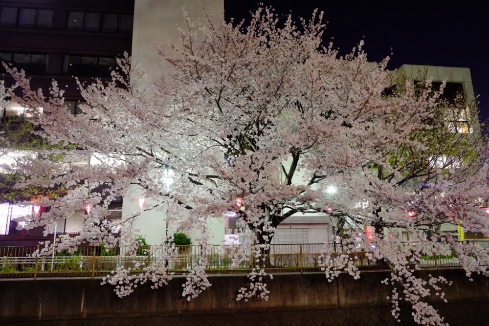 ライトアップされた三沢川沿いの桜並木