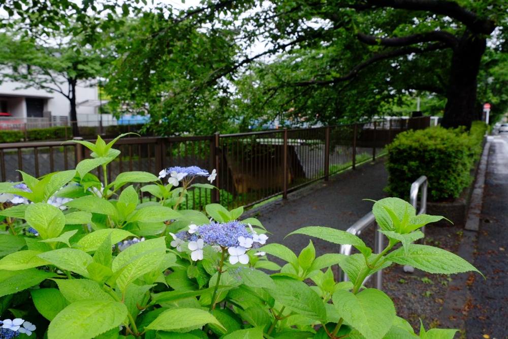 三沢川沿いの紫陽花