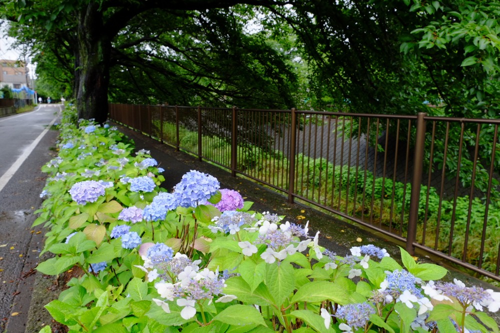 三沢川沿いの紫陽花