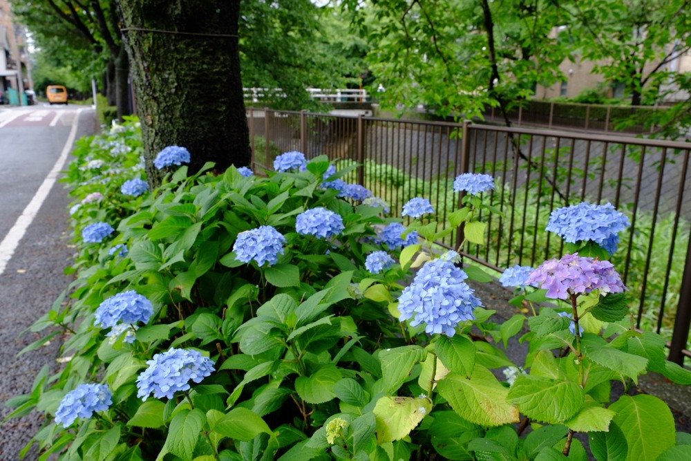 三沢川沿いの紫陽花