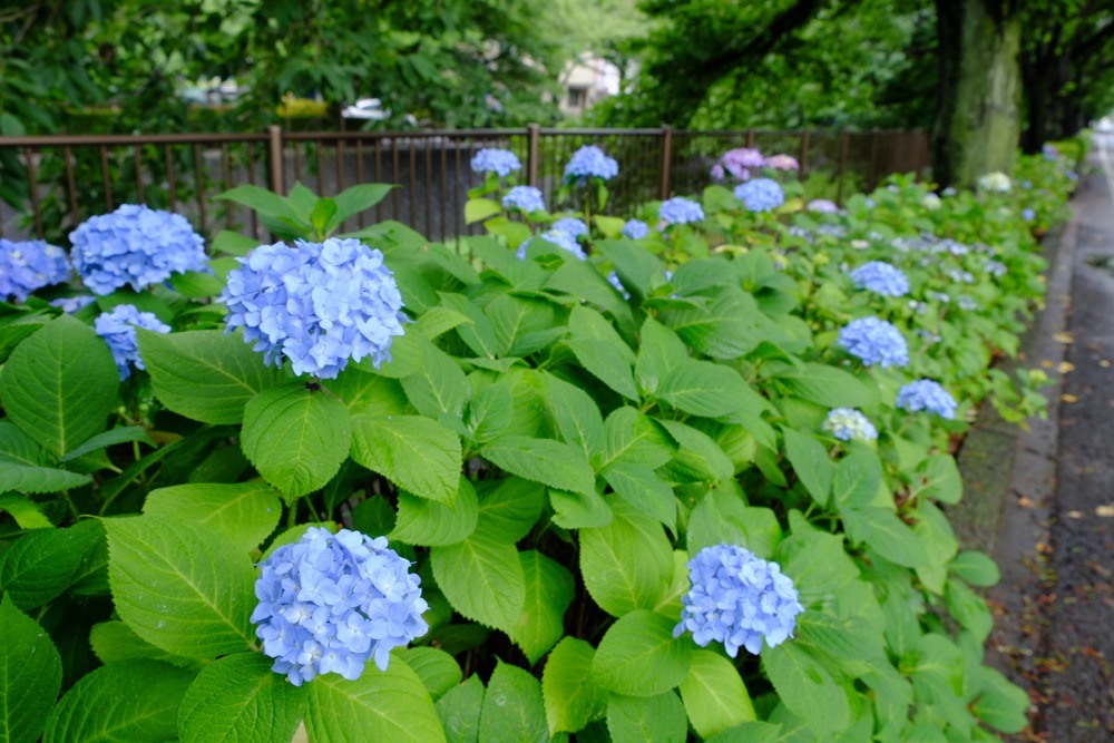 三沢川沿いの紫陽花