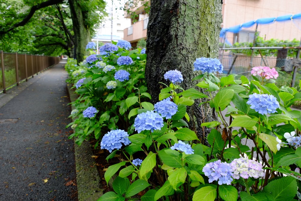 三沢川沿いの紫陽花