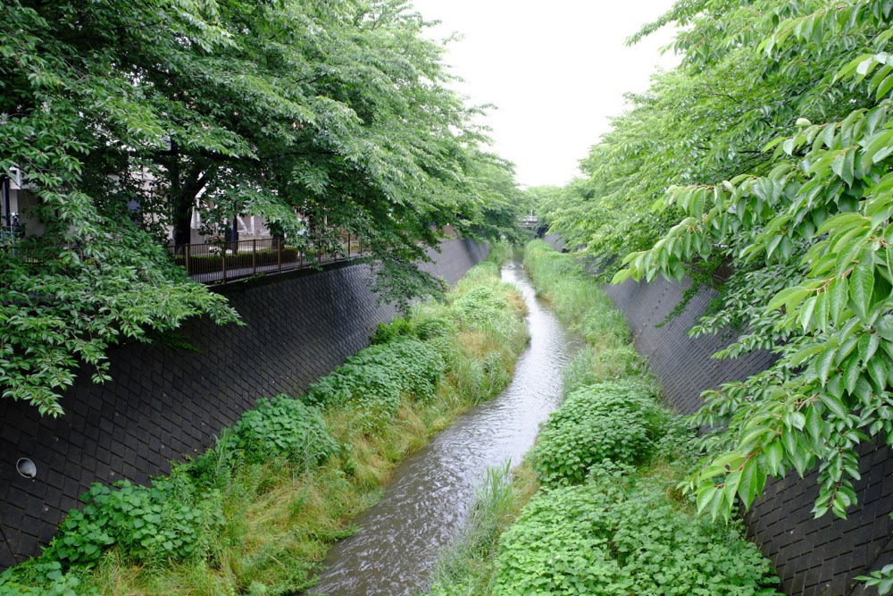 梅雨時の三沢川