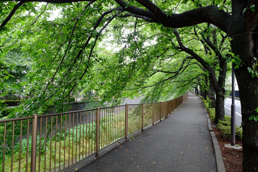 三沢川沿いの桜並木