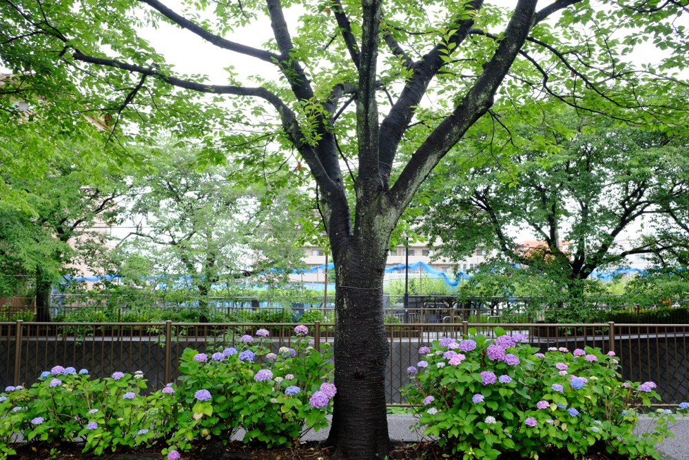 三沢川沿いの紫陽花