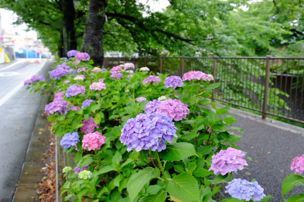 三沢川沿いの紫陽花