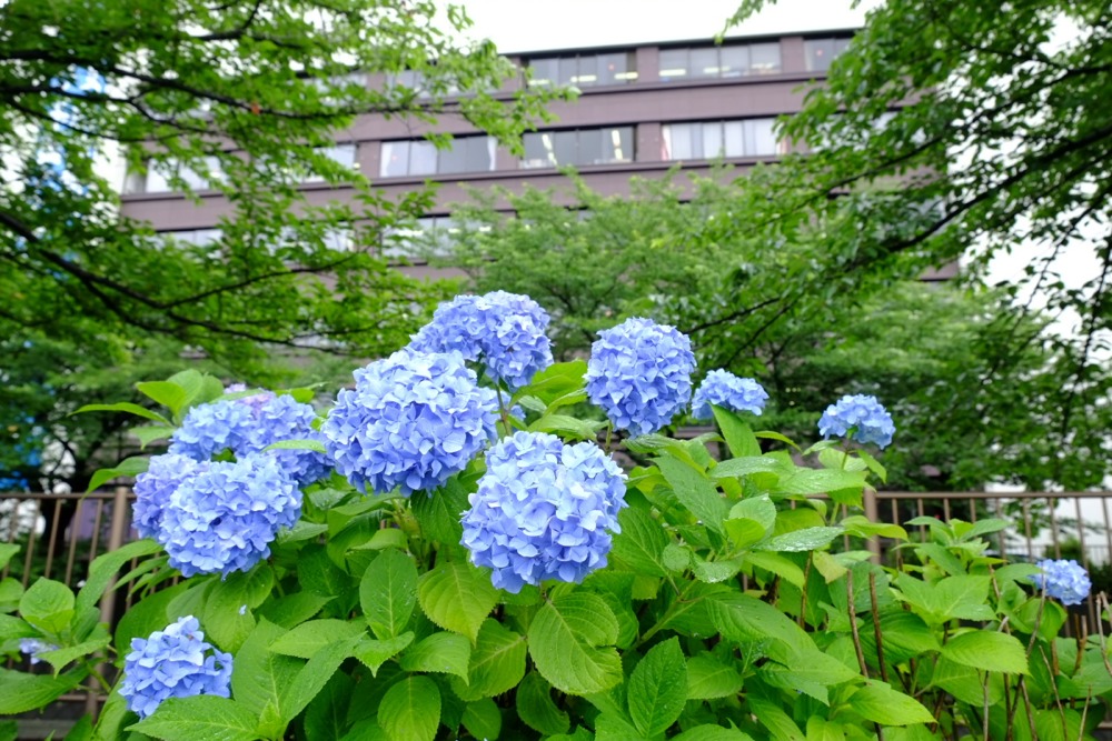 三沢川沿いの紫陽花