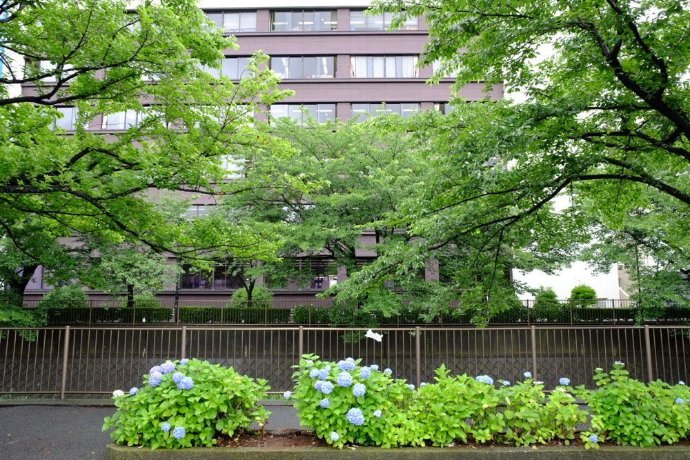 三沢川沿いの紫陽花