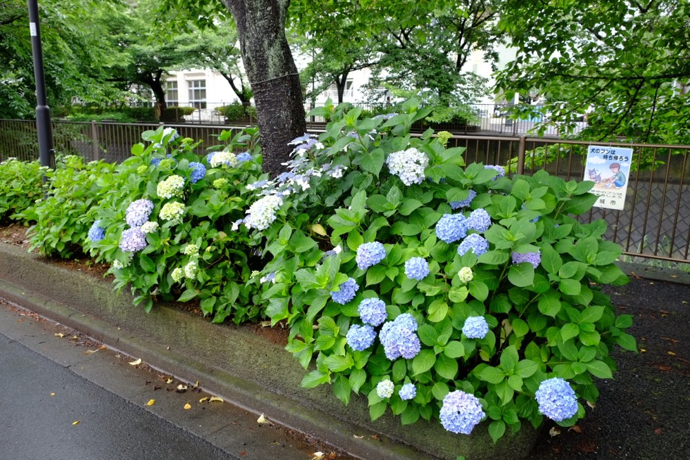 三沢川沿いの紫陽花