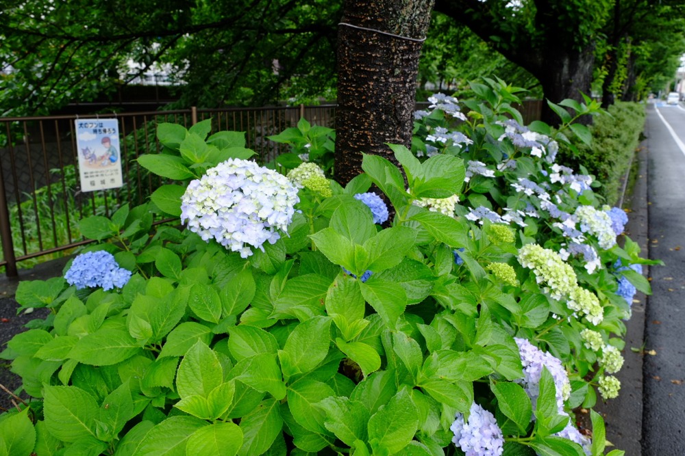 三沢川沿いの紫陽花