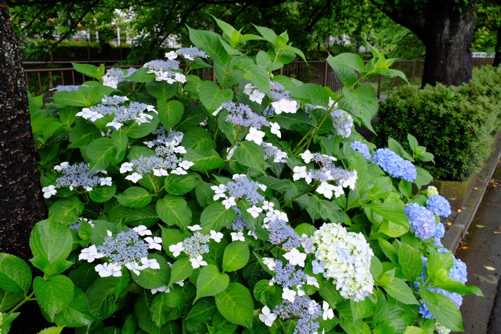 三沢川沿いの紫陽花