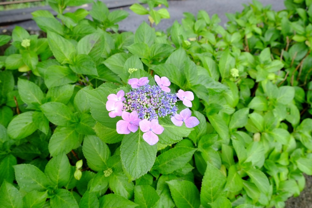 三沢川沿いの紫陽花