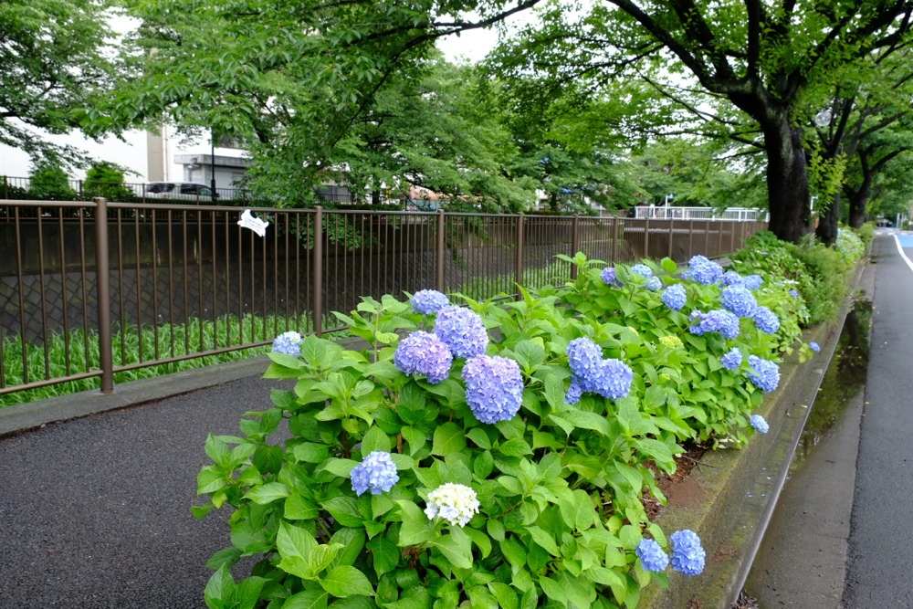 三沢川沿いの紫陽花