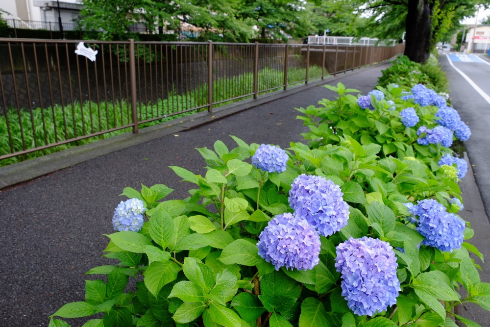 三沢川沿いの紫陽花