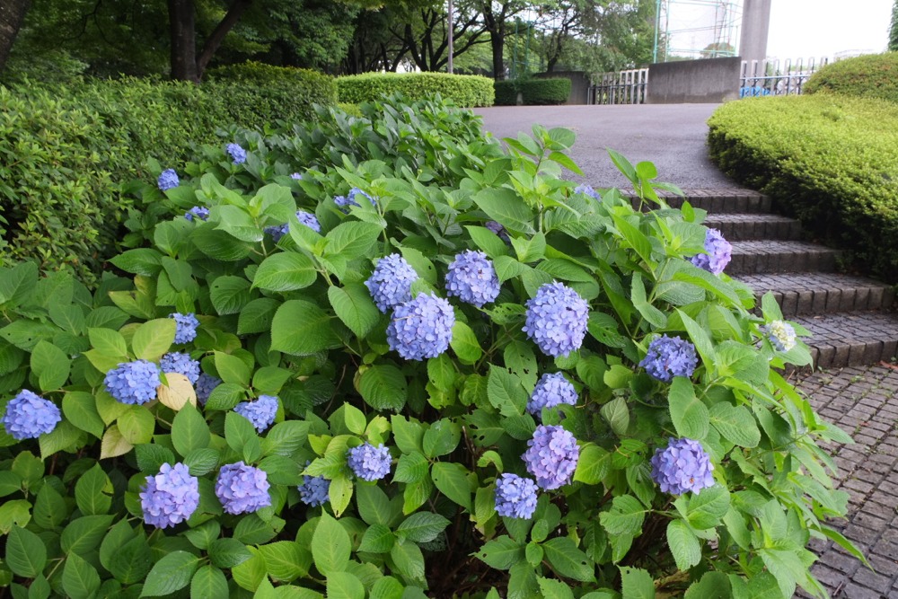 稲城中央公園の紫陽花