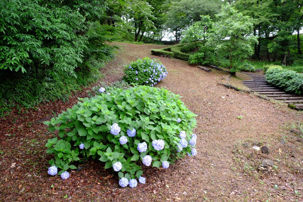 稲城中央公園の紫陽花