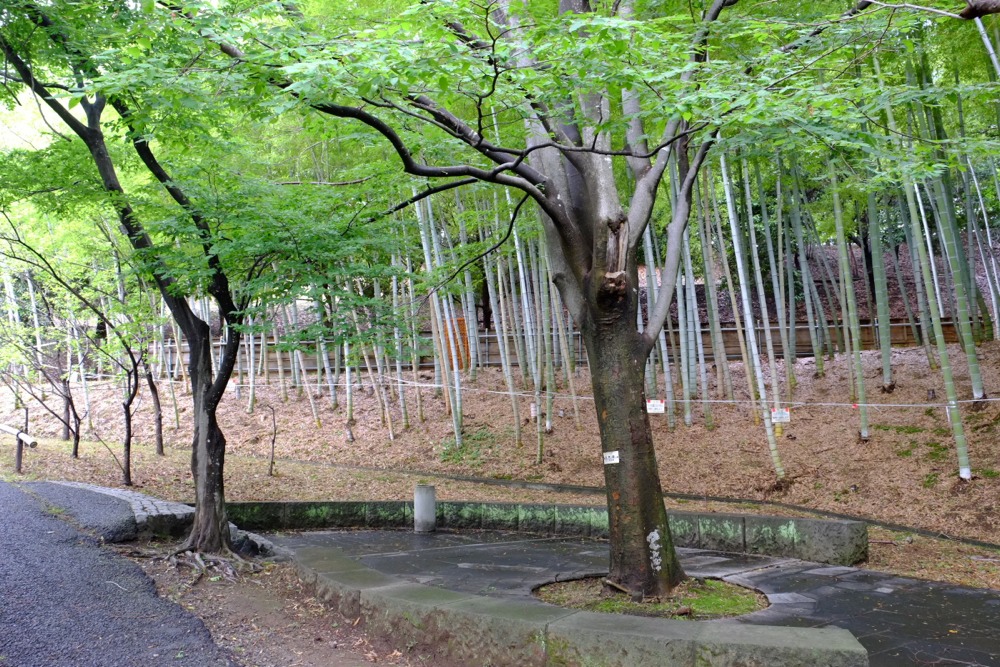 稲城中央公園の林