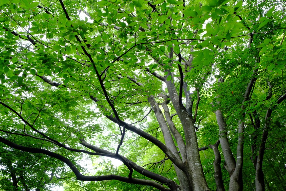 稲城中央公園の緑