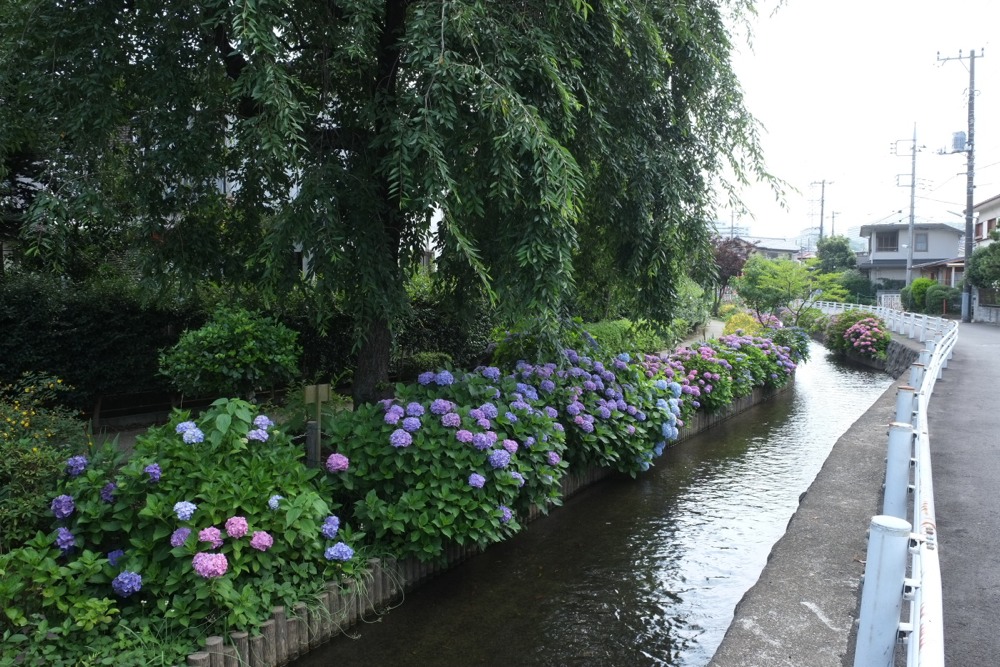 大丸用水路沿いの紫陽花