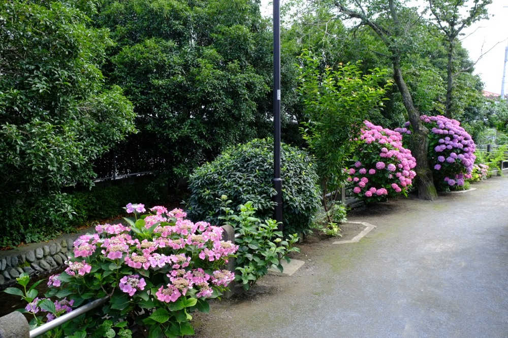 大丸用水路沿いの紫陽花