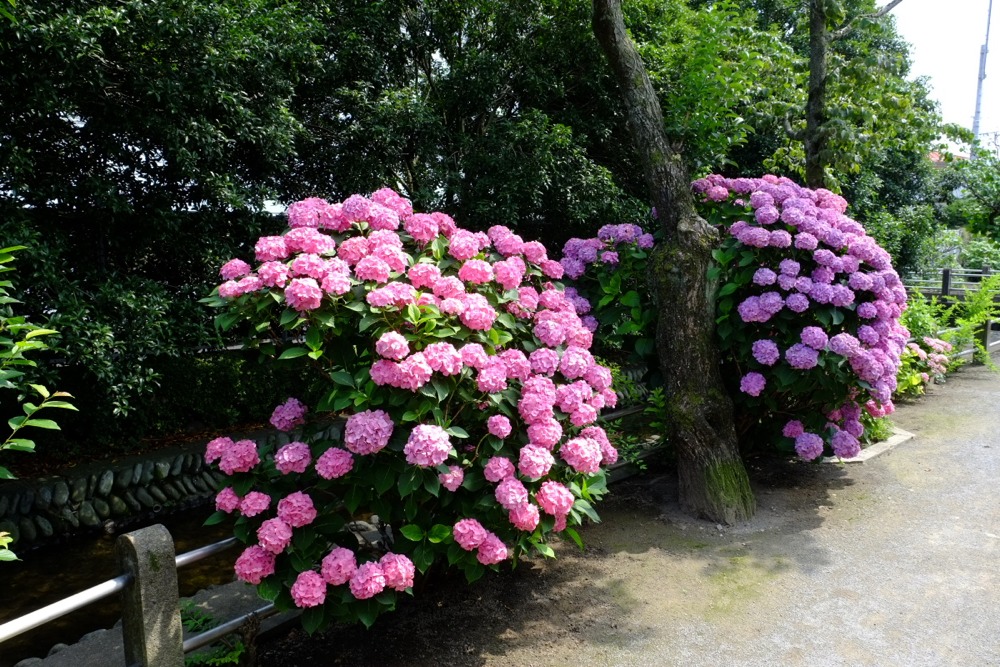 大丸用水路沿いの紫陽花