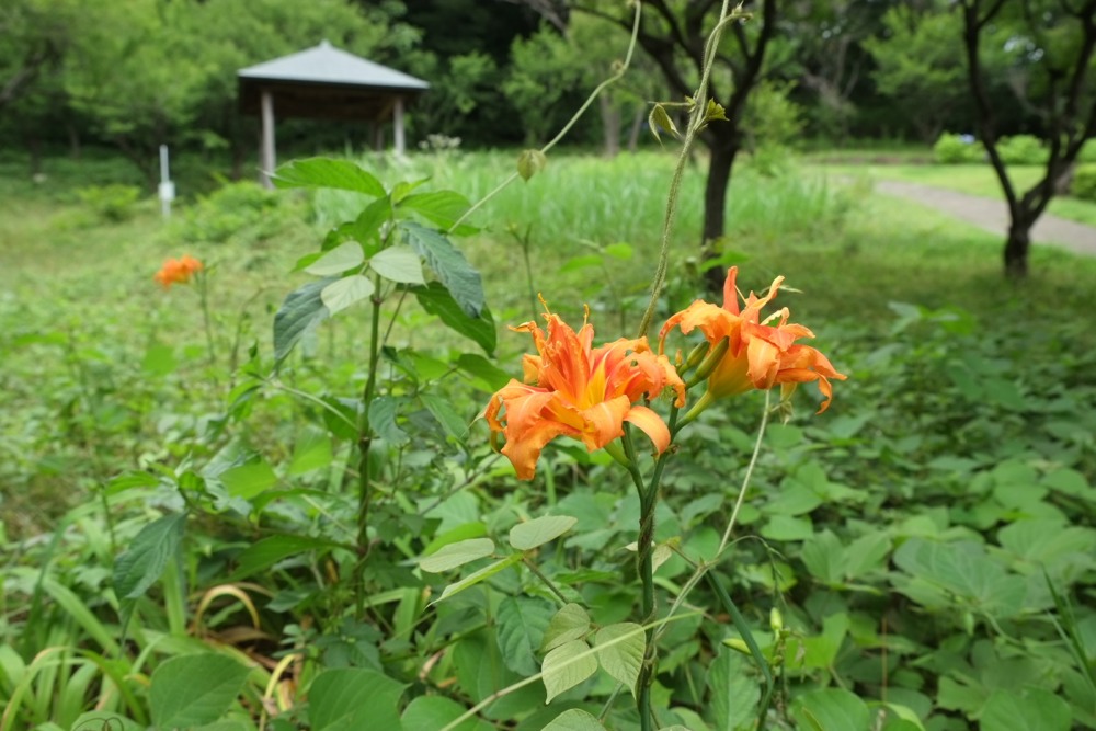 城山公園に咲く花と東屋