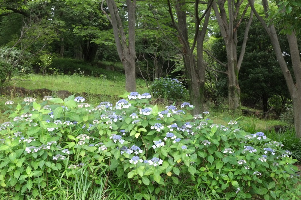 城山公園の紫陽花