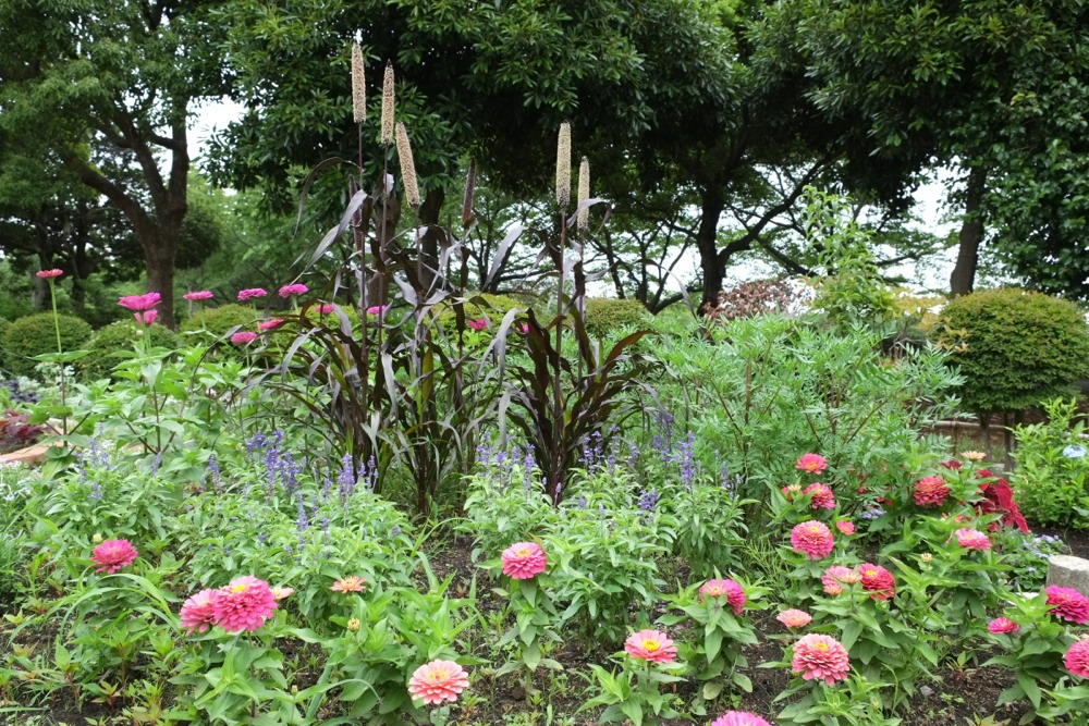 稲城中央公園の花壇