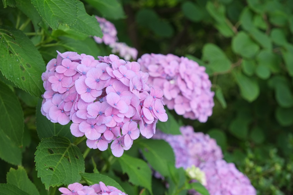 妙見寺の紫陽花