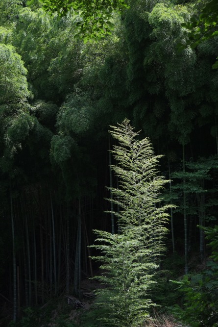 妙見寺横の竹林