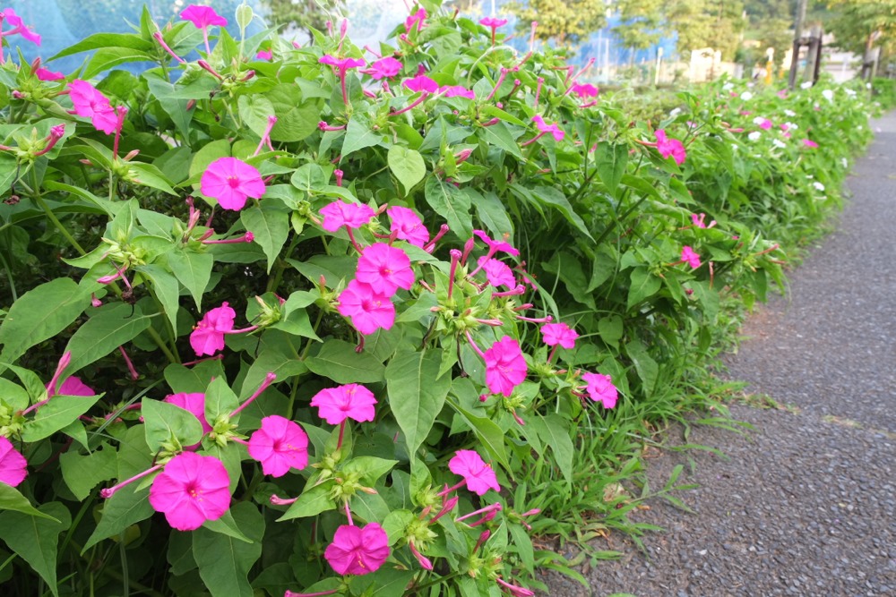 道路脇の植え込みの花 稲城市の写真