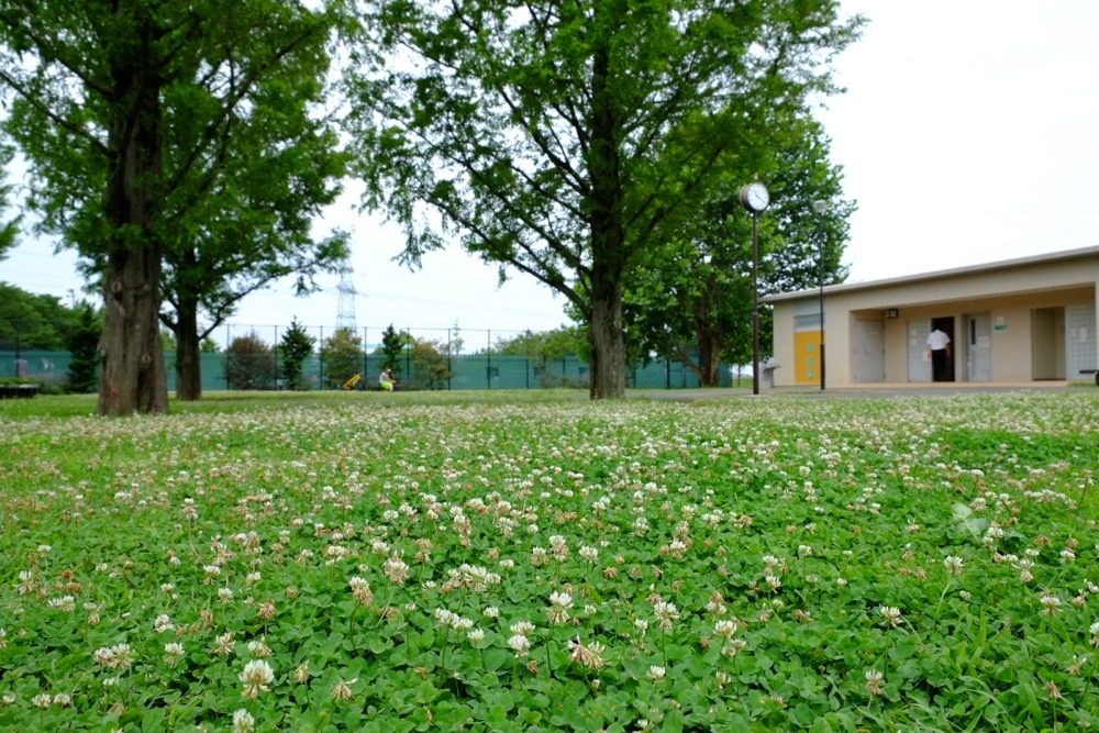 シロツメクサで一杯の北緑地公園