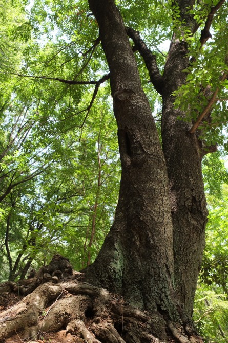 城山公園の林