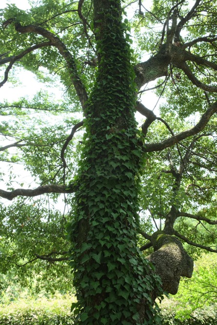 城山公園の林