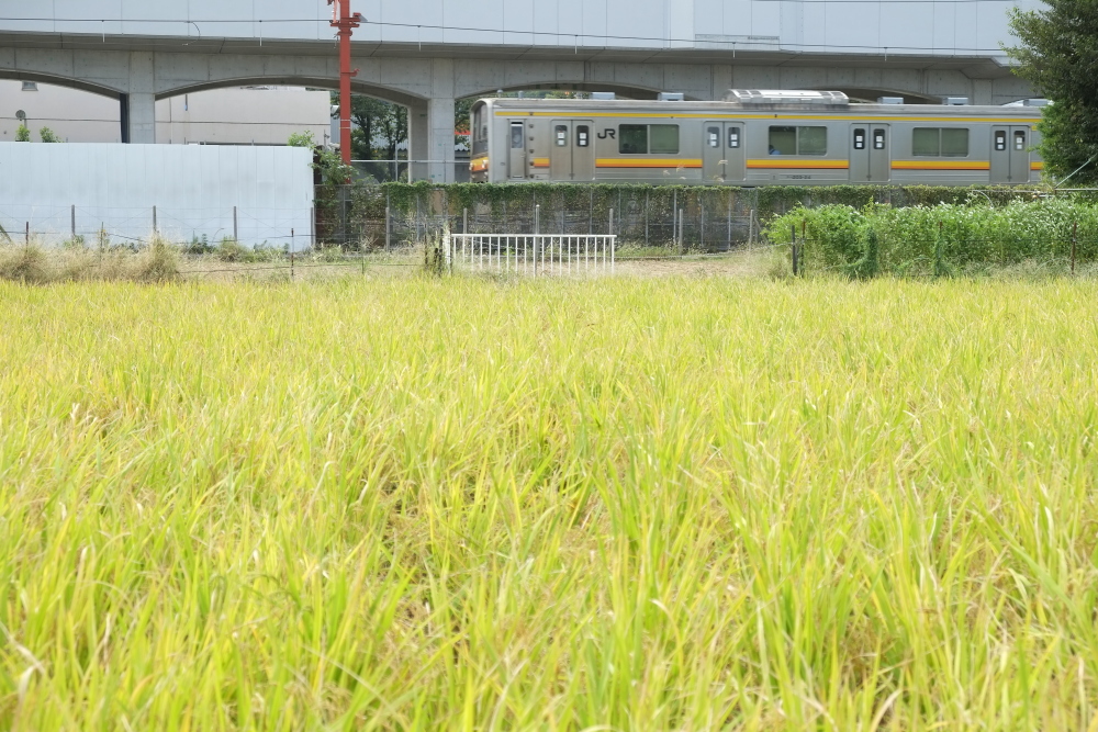 地上を走る南武線